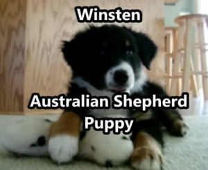 Aussie Puppy Pics